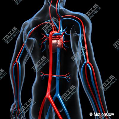 images/goods_img/20210319/Human Cardiovascular System/4.jpg